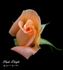 Peach Delight ™ rose photo