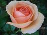 Fragrant Apricot ™ rose photo