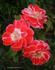 Sue Lawley rose photo