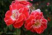 Sue Lawley rose photo