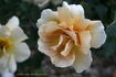 Golden Julia rose photo