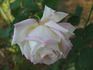 Thriller rose photo