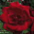 Ama rose photo