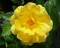 Morning Has Broken rose photo