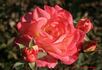 Heartlight rose photo