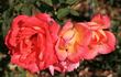 Heartlight rose photo