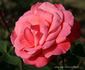 Glory Days rose photo