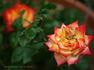 Chasin' Rainbows™ rose photo
