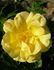 Morning Has Broken rose photo