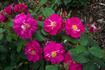 Catherine Guelda ™ rose photo