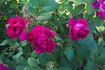 Catherine Guelda ™ rose photo