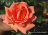 Home of Time rose photo
