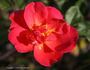 Arpeggio rose photo