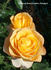 Dutch Gold ® rose photo