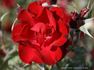 Donald Prior rose photo