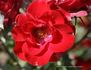 Donald Prior rose photo