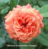 Home of Time rose photo
