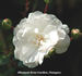 Snow Ballet ® rose photo