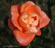 L'Oréal Trophy rose photo