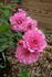 Orchid Jubilee ™ rose photo