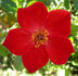 Playtime ™ rose photo