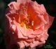 Seashell rose photo