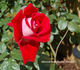Eternally Yours rose photo