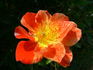 Candle in the Wind rose photo