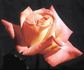 Pink Lemonade rose photo