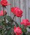 Maggie Barry rose photo