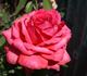 Ain't She Sweet rose photo