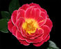 Hope and Joy rose photo