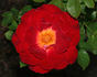 Hope and Joy rose photo