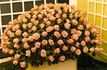 Omega rose photo