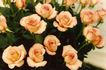 Harmonie ™ rose photo