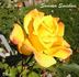 Summer Sunshine rose photo