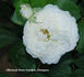 Glücksstern rose photo