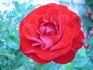 Valiant Heart rose photo