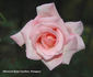 Bride rose photo