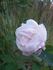 Madame Souchet rose photo