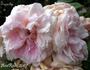 Superba rose photo