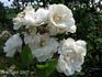 Reine des Belges rose photo