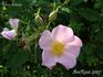 <i>Rosa iliensis</i> Chrshan. rose photo