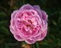 Bijou de Royat-les-Bains rose photo