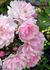 Lady Carolina rose photo