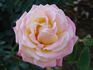 Pink Lemonade rose photo