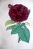 Laquintynie rose photo