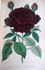 Prince Humbert rose photo
