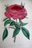 Duchesse d'Aoste rose photo