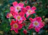 Candy Mountain ™ rose photo